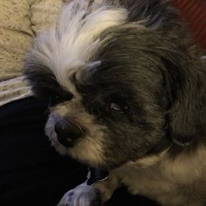 Meet your Posher, Connie